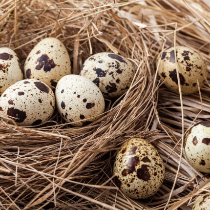 Quail Eggs